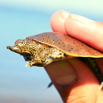 Northern Spiny Softshell Turtle Babies