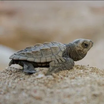 Olive Ridley Sea Turtle Babies