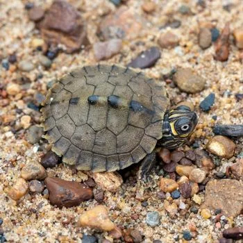 Ouachita Map Turtle Babies