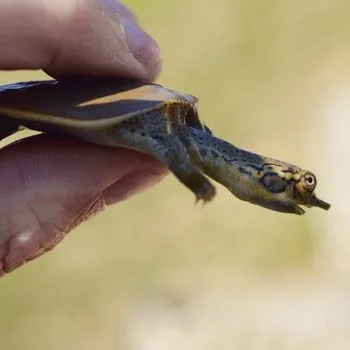 Pallid Spiny Softshell Babies