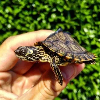 Pascagoula Map Turtle Babies