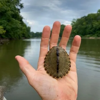 Pearl River Map Turtle Babies