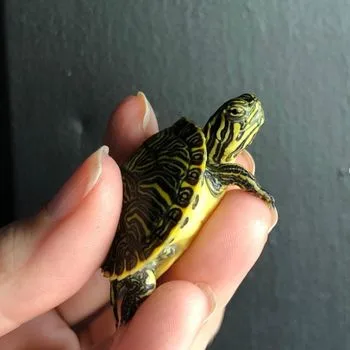 Peninsula Cooter Babies