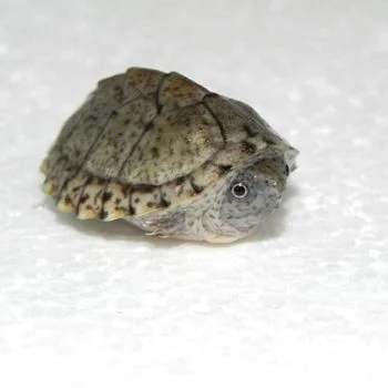 Razor-backed Musk Turtle Babies