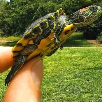 Red Eared Slider Babies