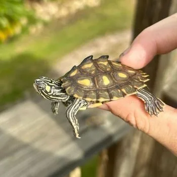 Ringed Map Turtle Babies