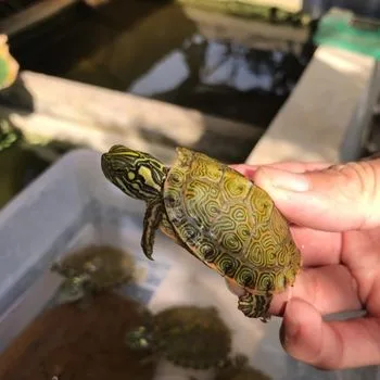 Rio Grande Cooter Babies