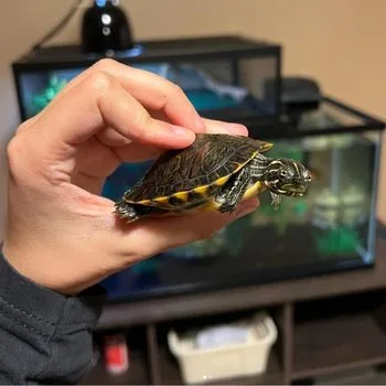 River Cooter Babies