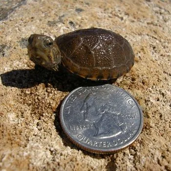 Rough-Footed Mud Turtle Babies