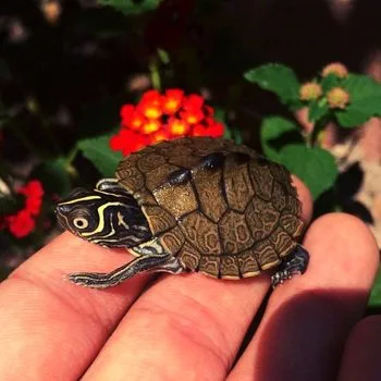 Sabine Map Turtle Babies