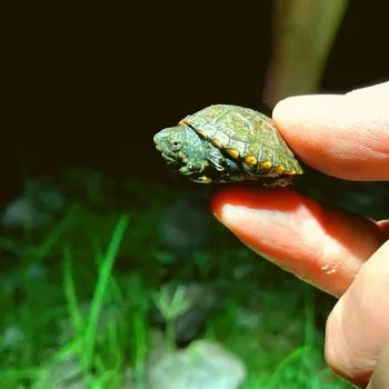 Sonora Mud Turtle Babies