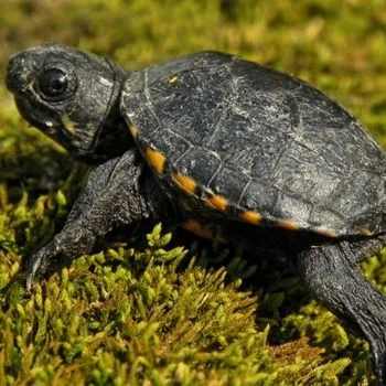 Southeastern Mud Turtle Babies