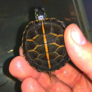 Southern Painted Turtle Babies