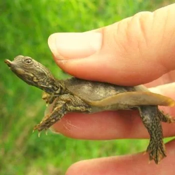 Spiny Softshell Turtle Babies