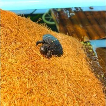 Spotted Turtle Babies