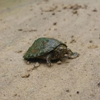 Stripe-necked Musk Turtle Babies