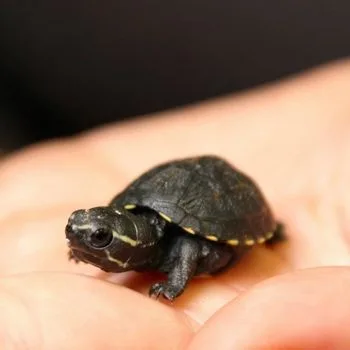 Striped Mud Turtle Babies