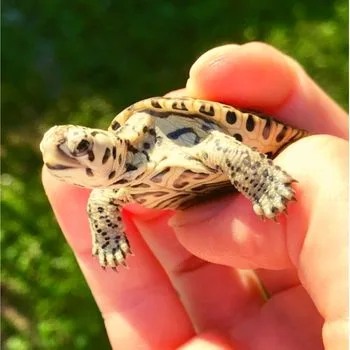 Texas Diamond-backed Terrapin Babies