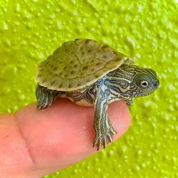 Texas Map Turtle Babies