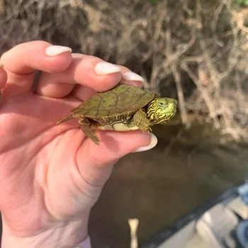 Texas River Cooter Babies