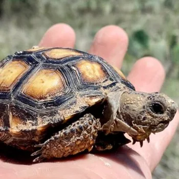 Texas Tortoise Babies