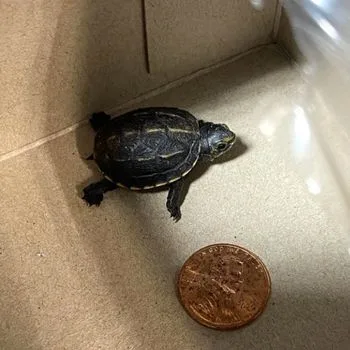 Three Striped Mud Turtle Babies