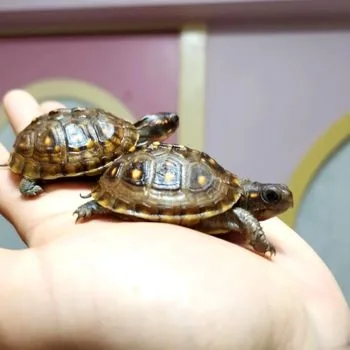 Three-toed Box Turtle Babies