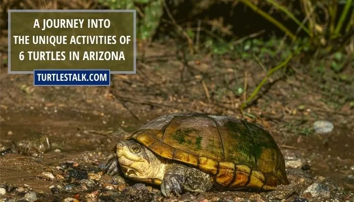 A Journey Into the Unique Activities of 6 Turtles in Arizona