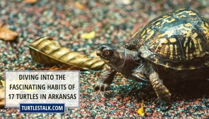 Diving Into the Fascinating Habits of 17 Turtles in Arkansas