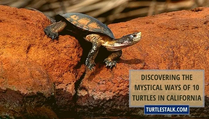 Discovering the Mystical Ways of 10 Turtles in California