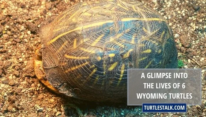 A Glimpse Into the Lives of 6 Wyoming Turtles