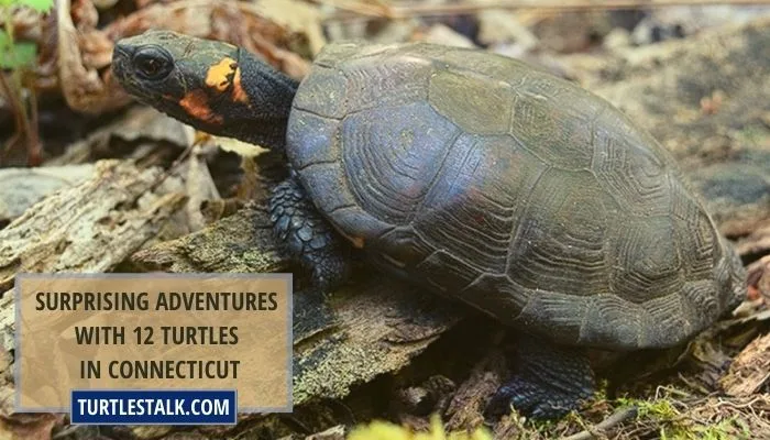 Surprising Adventures With 12 Turtles in Connecticut