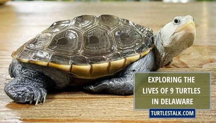 Exploring the Lives of 9 Turtles in Delaware