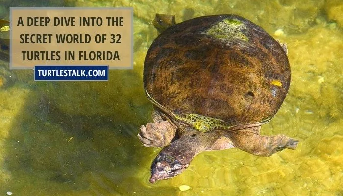 A Deep Dive Into the Secret World of 31 Turtles in Florida