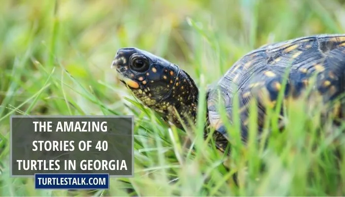 The Amazing Stories of 40 Turtles in Georgia