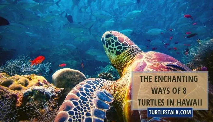 The Enchanting Ways of 8 Turtles in Hawaii