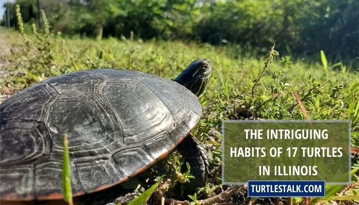 The Intriguing Habits of 17 Turtles in Illinois