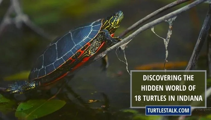 Discovering the Hidden World of 18 Turtles in Indiana