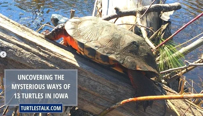 Uncovering the Mysterious Ways of 13 Turtles in Iowa