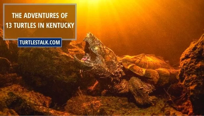 The Adventures of 13 Turtles in Kentucky