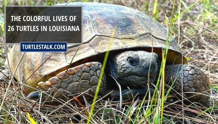 The Colorful Lives of 26 Turtles in Louisiana