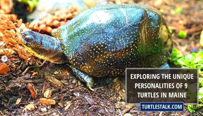 Exploring the Unique Personalities of 9 Turtles in Maine