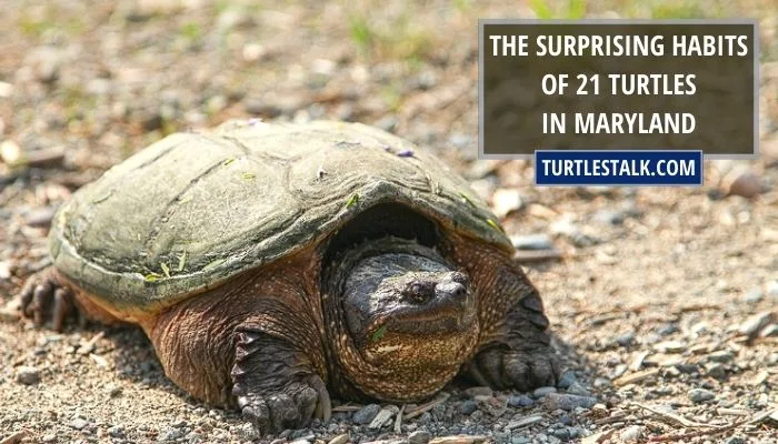 The Surprising Habits of 21 Turtles in Maryland