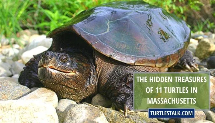 The Hidden Treasures of 11 Turtles in Massachusetts