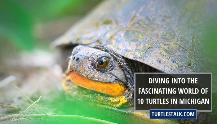 Diving Into the Fascinating World of 10 Turtles in Michigan