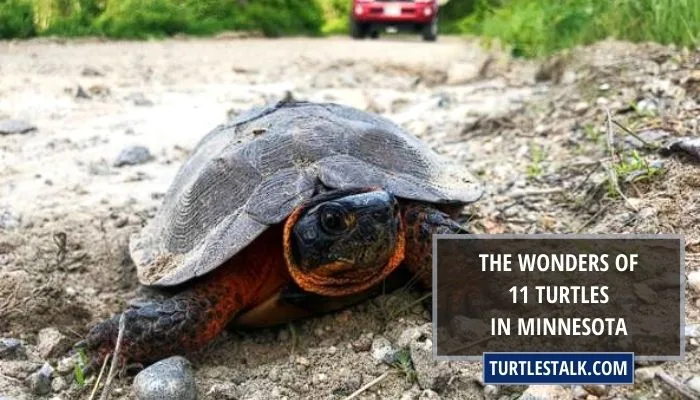 The Wonders of 11 Turtles in Minnesota