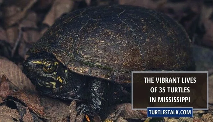 The Vibrant Lives of 34 Turtles in Mississippi