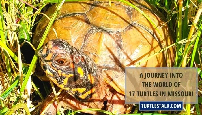 A Journey Into the World of 17 Turtles in Missouri