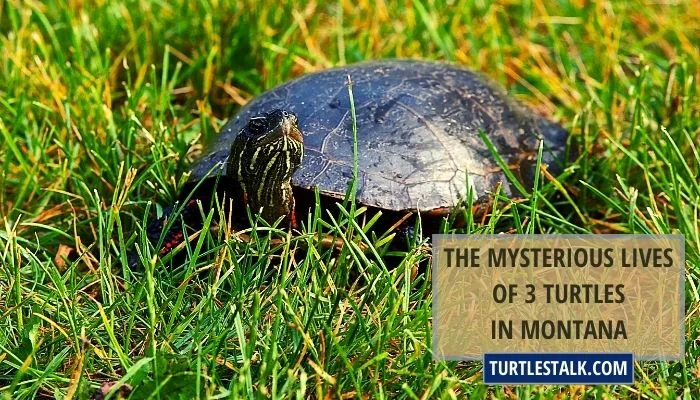 The Mysterious Lives of 3 Turtles in Montana