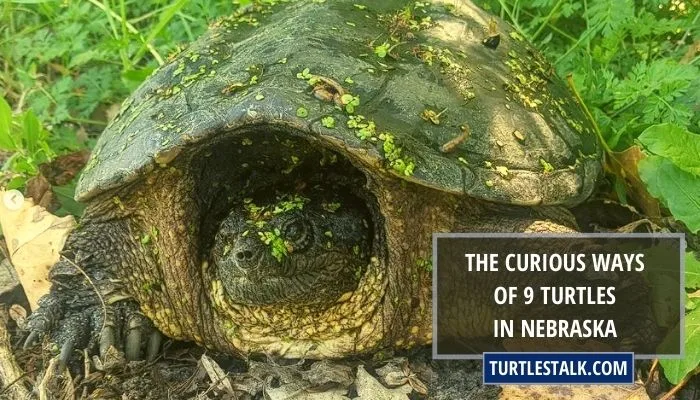 The Curious Ways of 9 Turtles in Nebraska